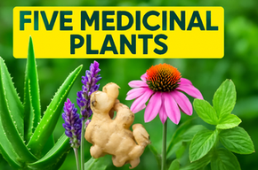 5 Medicinal Plants and Their Uses